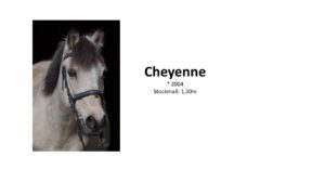 Cheyenne1