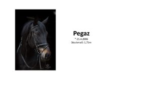 Pegaz1