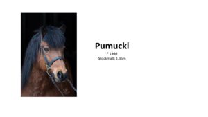 Pumi1